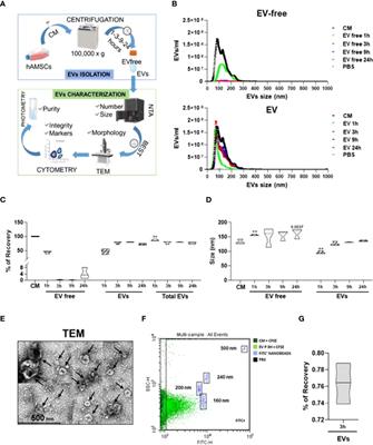 Comparison of EV-free fraction, EVs, and total secretome of amniotic mesenchymal stromal cells for their immunomodulatory potential: a translational perspective